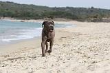 CANE CORSO 265